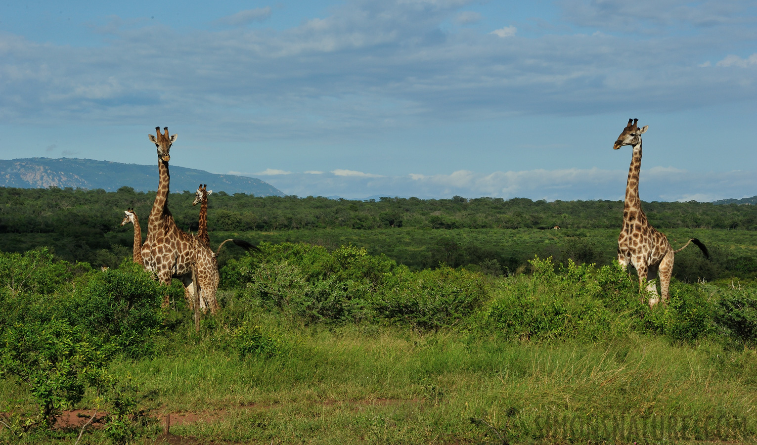 Giraffa giraffa giraffa [116 mm, 1/500 sec at f / 18, ISO 800]